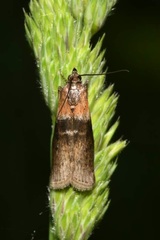 Sciota fumella