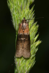 Sciota fumella