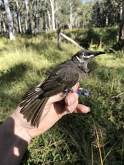 Bolemoreus hindwoodi