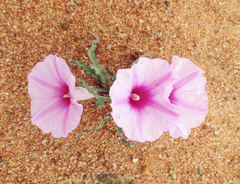 Ipomoea bolusiana