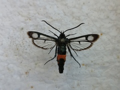 Synanthedon stomoxiformis
