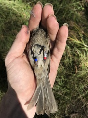 Bolemoreus hindwoodi