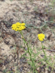Achillea micrantha
