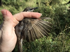 Bolemoreus hindwoodi
