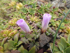 Oxalis adenophylla