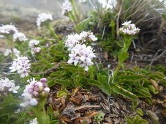 Valeriana fonkii