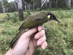 Meliphaga lewinii mab