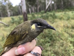 Meliphaga lewinii mab
