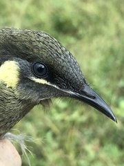 Meliphaga lewinii mab
