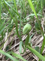 Fritillaria collina