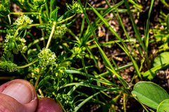 Psammotropha mucronata foliosa