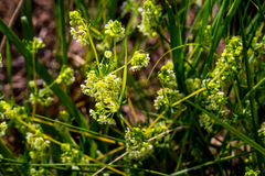 Psammotropha mucronata foliosa