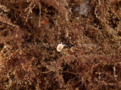 Diaphorodoris luteocincta