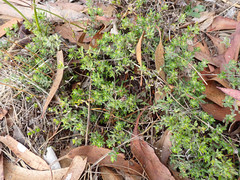 Hibbertia crinita