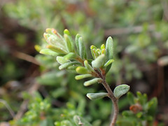 Hibbertia crinita