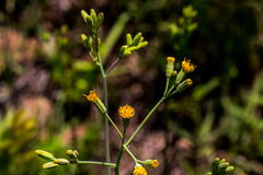 Senecio oxyriifolius