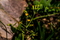 Senecio oxyriifolius