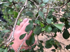 Planchonella cotinifolia