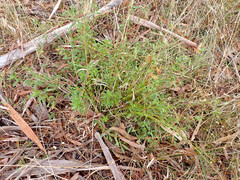 Billardiera cymosa