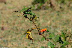 Solanum anguivi