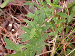Billardiera cymosa