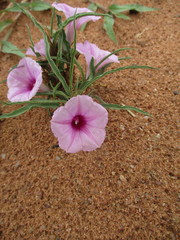 Ipomoea bolusiana