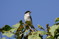 Lanius humeralis