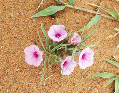 Ipomoea bolusiana
