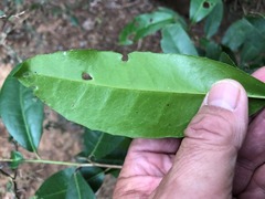 Croton acronychioides