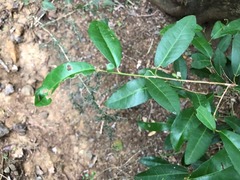 Croton acronychioides