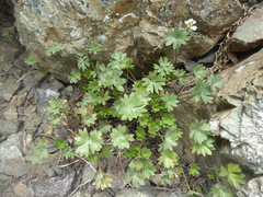 Azorella andina