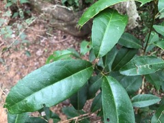 Croton acronychioides