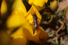 Platycheirus albimanus