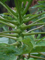 Carica papaya image