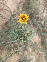 Tragopogon borysthenicus