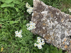 Anemonastrum fasciculatum