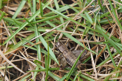 Loxoblemmus appendicularis