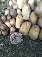 Mycena clarkeana