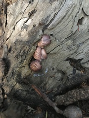 Mycena clarkeana