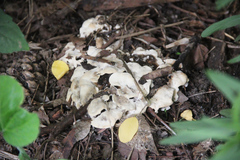 Fungi