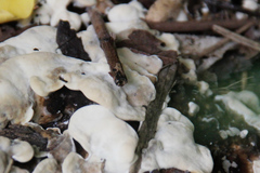 Fungi