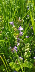 Glechoma hederacea