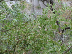 Litsea parvifolia