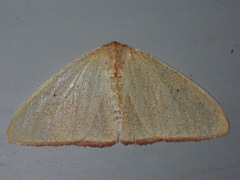 Arctornis micacea
