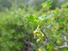 Ribes cucullatum