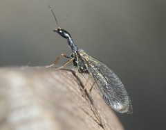 Phaeostigma