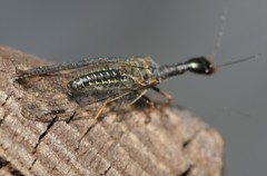 Phaeostigma