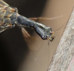 Phaeostigma