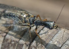 Phaeostigma