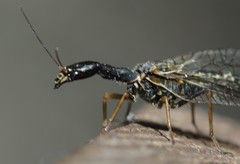 Phaeostigma